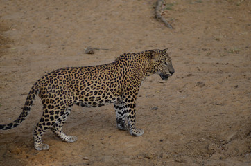 Sri Lankan Leopard