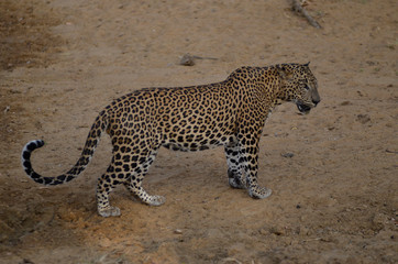 Sri Lankan Leopard