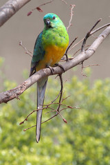 Red rumped parrot (male)