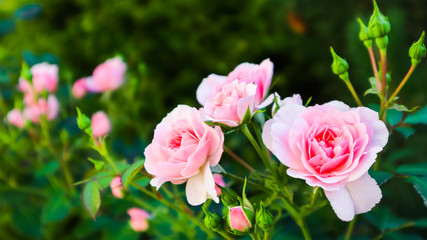 Beautiful pink roses in the garden. Perfect for background  of greeting cards for birthday, Valentine's Day and Mother's Day