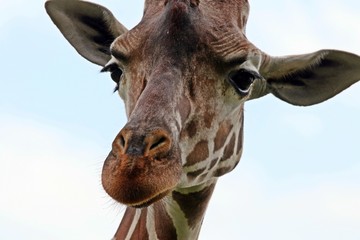 Fototapeta premium Close-up portrait of a giraffe