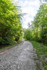 Fototapeta premium Road leading to a forest in the Carpathian Mountains