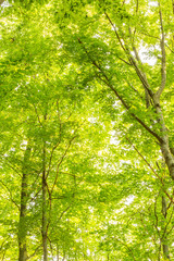 Tall trees decorating the forest during summer time