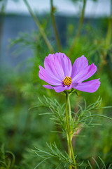 Summer flowers purple cosmos flowers - in Latin Cosmos Bipinnatus