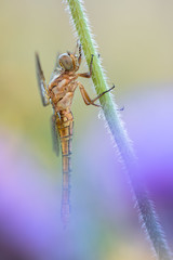 Beautiful nature scene with Keeled skimmer (Orthetrum coerulescens). Macro shot of Keeled skimmer (Orthetrum coerulescens) flower. Keeled skimmer (Orthetrum coerulescens) in the nature habitat.