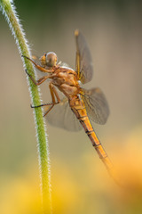 Beautiful nature scene with Keeled skimmer (Orthetrum coerulescens). Macro shot of Keeled skimmer (Orthetrum coerulescens) flower. Keeled skimmer (Orthetrum coerulescens) in the nature habitat.