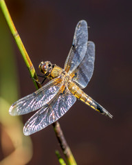 dragonfly on leaf