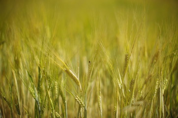 field of wheat
