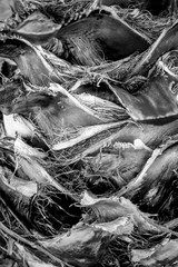 Palm tree trunk in black and white