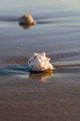Conchas de playa