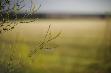 grass on the lake