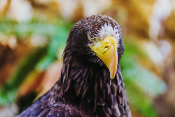Beautiful close-up shot of a Steller's Sea Eagle. Scientific name: Haliaeetus pelagicus.