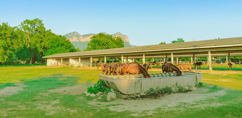 Horses eating rice straw at horse farm in evening