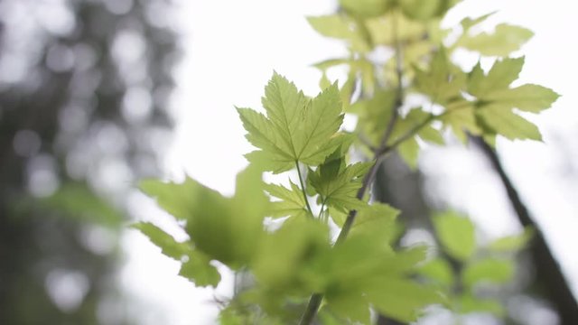 Wald Bl&auml;tter Nahaufnahme