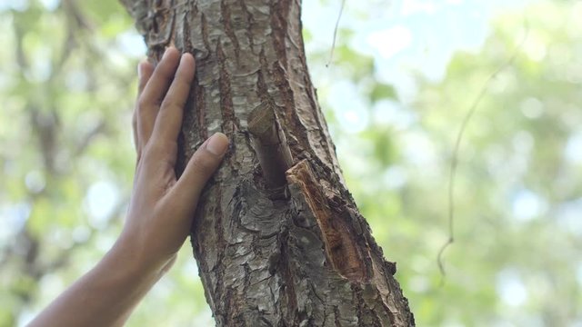 tree in hand