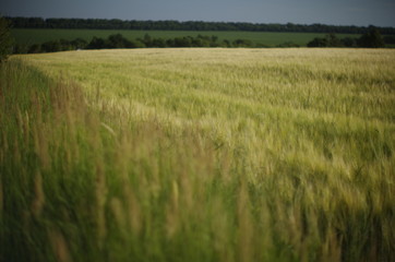 green wheat field