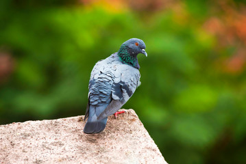 Feral pigeon, Columba livia domestica, Kothrud, Pune district, Maharashtra, India