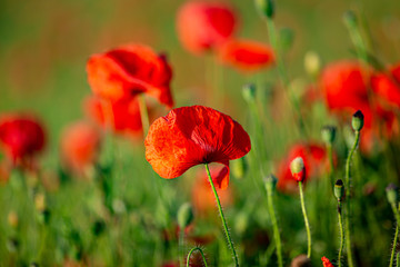 A close up of a poppy flower in the Sussex countryside, with a shallow depth of field