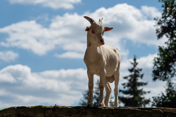 A little white goat outdoors in nature