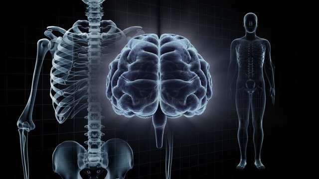 Brain human body anatomy DNA life science concept image