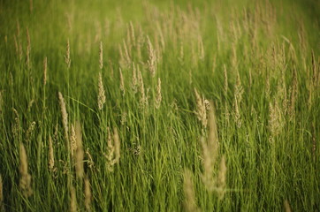 field of wheat