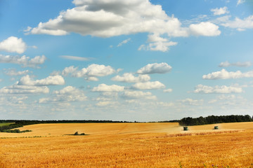 Obraz premium Combine harvest in the golden field of wheat. Golden field with ears of grain crops and a beautiful sky in the clouds.