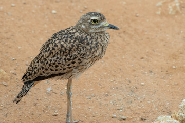A spotted thick knee (Burhinus capensis) stands and looks around in the desert sand. Native to South Africa, Ethiopia, Kenya, Tanzania, and other parts of central Africa.