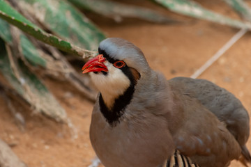 A Chukar Partridge (Alectoris chukar) walks in the desert sand and pauses to clean or preen itself...