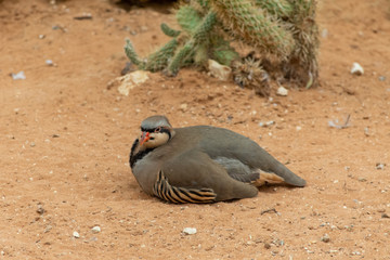 A Chukar Partridge (Alectoris chukar) walks in the desert sand and pauses to clean or preen itself in the United Arab Emirates (UAE).