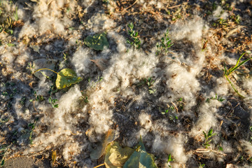 White fluff lies on the green grass. concept poplar allergy. Topolinny down, seeds, lie on the...