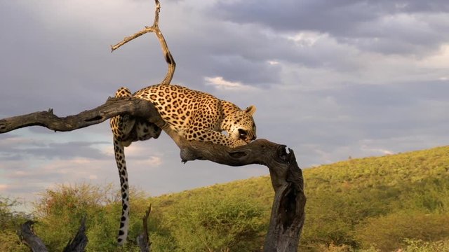 Leopard sitting in a tree, eating a chunk of meat.