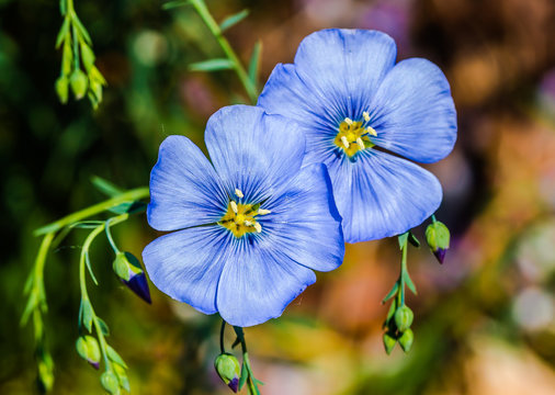 Blooming blue flax in the spring garden