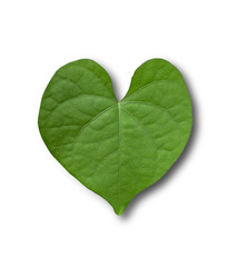 Heart-shaped leaves, green leaves on a separate white background