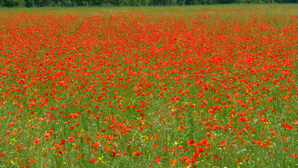A stunning field of blossoming red flowers fluttering in the warm spring breeze.
