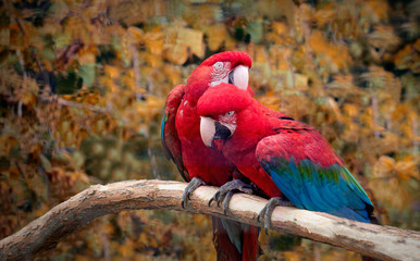 Guacamayos rojos jugando