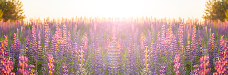 blurred floral landscape in pastel colors. Panorama banner background wallpaper. Flowering meadow...