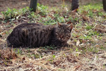 street cat crouching on side street in park.