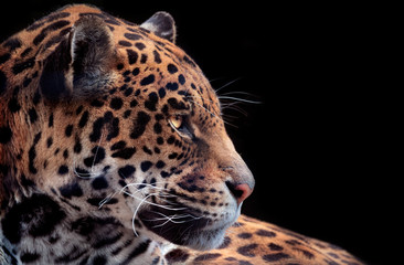 Fototapeta na wymiar Jaguar portrait at night