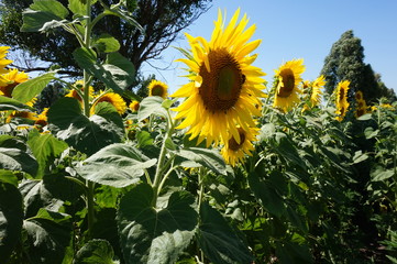 Yellow sunflowers turned to the sun