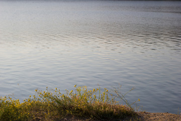 Shore with plants background of the water, quiet lake - background