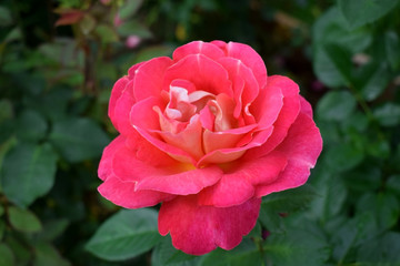 Beautiful pink rose is blooming on the flowerbed in the garden