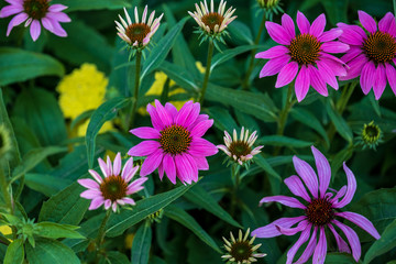 Obraz premium group of coneflowers blooming in a downtown flowerbed