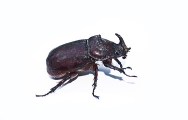 Brown rhinoceros beetle on a white background close-up