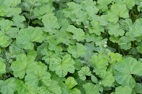 Wild cheeseweed or mallow (malva sylvestris) leaves