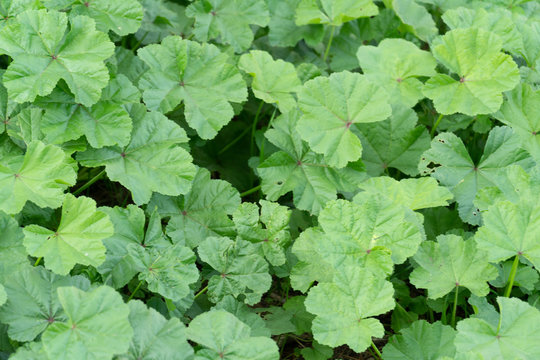 Wild cheeseweed or mallow (malva sylvestris) leaves