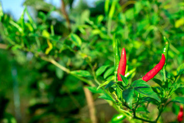 Red and green ripe chillies in plant garden with sunlight.
