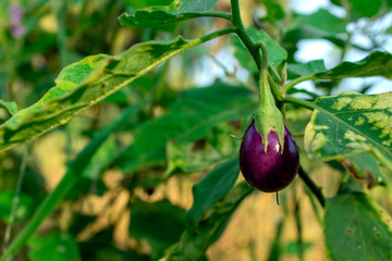 Purple eggplant in plant garden with sunlight