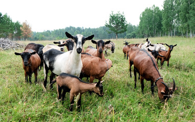 thoroughbred goats eating  at the goats farm 