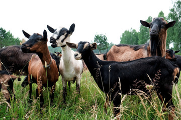 Obraz na płótnie Canvas thoroughbred goats eating at the goats farm 