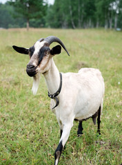 thoroughbred goats eating  at the goats farm 